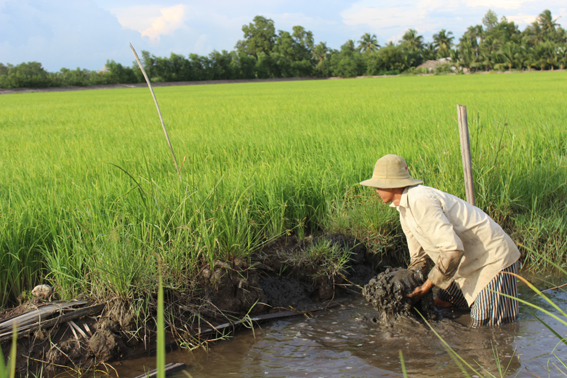 Né mặn trong mùa khô 2016