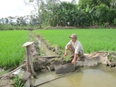 Nước lũ thấp, nông dân sản xuất lúa gặp nhiều khó khăn