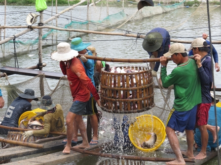 Giải pháp phát triển bền vững ngành cá tra