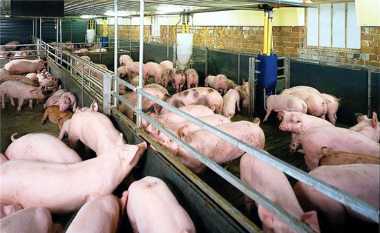 Tây Ninh Chặn đường tiêu thụ 500 con lợn có chất tạo nạc