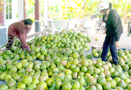 Bưởi Tân Triều trúng giá