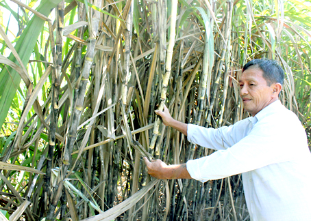 Kỳ vọng vụ mía ngọt