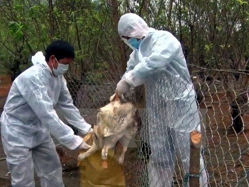 Cảnh báo nguy cơ bùng phát dịch cúm gia cầm dịp cuối năm