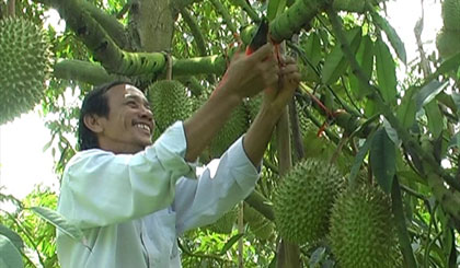 Giá sầu riêng nghịch vụ tăng cao