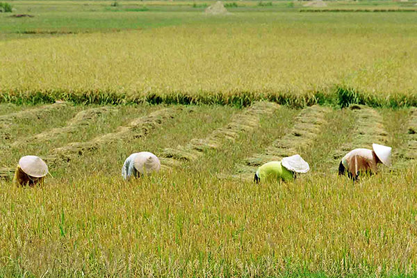 Lúa gạo Cát Tiên trước cơ hội TPP