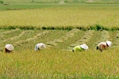 Lúa gạo Cát Tiên trước cơ hội TPP