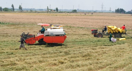 Hạ giá thành sản xuất lúa gạo