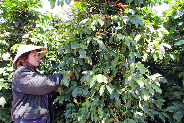 Mở hướng phát triển cà phê chè Cầu Đất