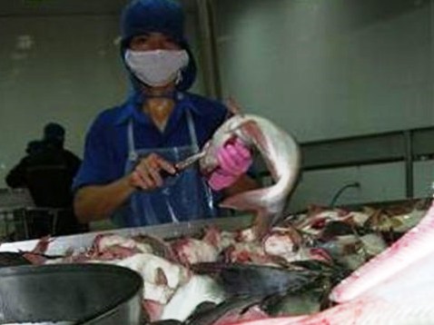 Hóa chất lạ ngâm vào cá, mực… giúp tăng trọng gấp rưỡi