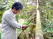 Cộng đồng kinh tế ASEAN Nông nghiệp khó cạnh tranh