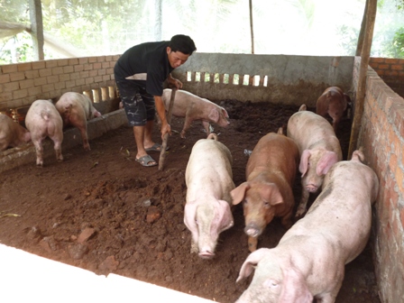 Tái cơ cấu chăn nuôi trong xu thế hội nhập TPP