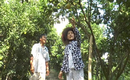 Chăm sóc quýt hồng đón Tết