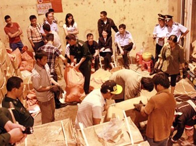 Gần 3 tấn ngà voi và vẩy tê tê lẫn với đầu cá vược đông lạnh xuất khẩu