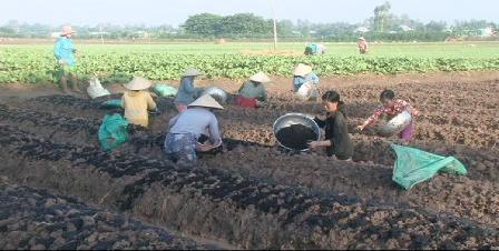 Xuống giống gần 1 000ha hoa màu vụ Tết