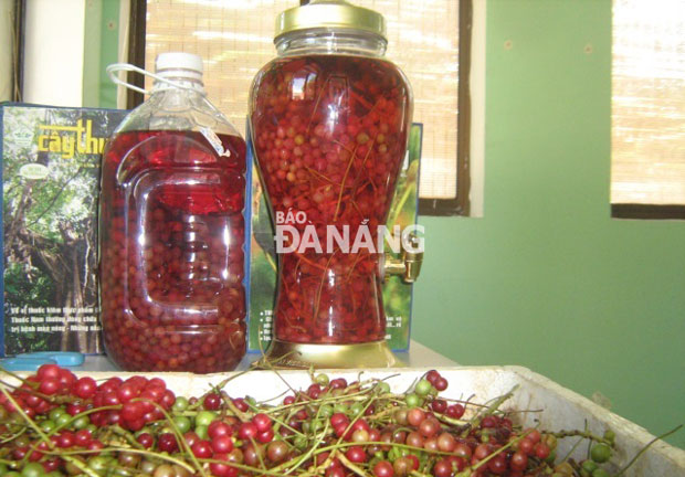 Ngũ vị tử Ngọc Linh