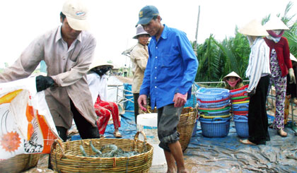 Tôm nước lợ đảo chiều tăng giá mạnh vào cuối năm