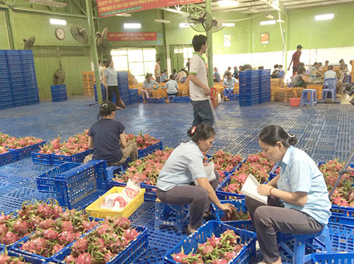 Cơ hội cho thanh long, nước mắm vào thị trường châu Âu