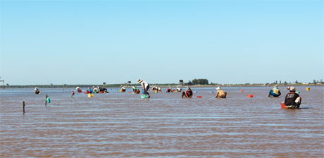Nhọc nhằn nghề cào nghêu