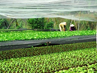 Rau an toàn vẫn gặp khó vì chưa được tin tưởng