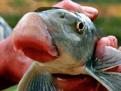 Những loại cá bán đắt như vàng ở Việt Nam