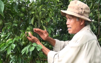 Nhà vườn Lai Vung thành công với mô hình quýt kiểng