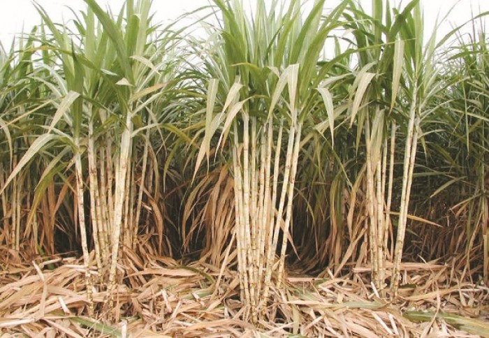 Cổ phiếu ngành đường tăng ngọt