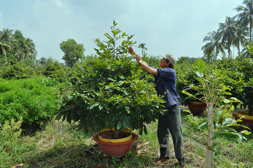 Mai phục vụ tết Tất bật mùa chăm sóc