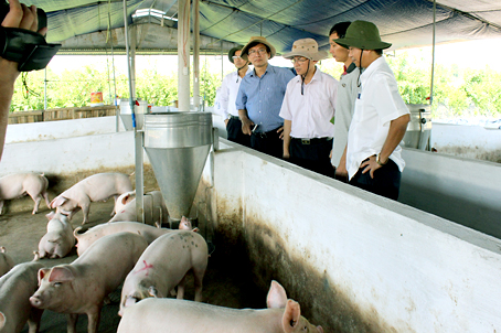 Xây dựng thủ phủ chăn nuôi an toàn của cả nước