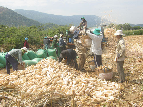 Tánh Linh Vượt khó thu ngân sách