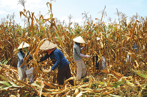 Năm 2016, nên trồng thêm bắp