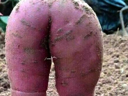 Củ khoai lang gợi cảm khiến người nông dân không nỡ ăn