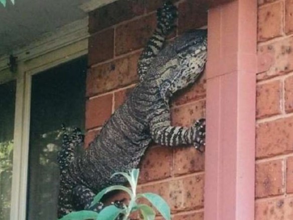 Phát hoảng khi thấy con thằn lằn khổng lồ trên tường nhà