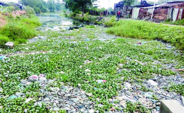 Khốn khổ vì sống gần hàng chục trại heo ô nhiễm