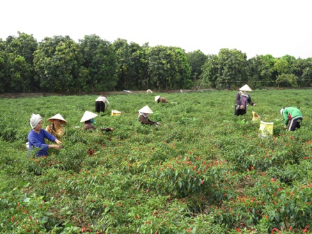 Giá khoai môn tăng, giá ớt giảm