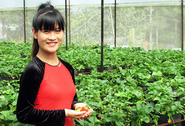 Dâu tây hai trong một trên đèo Trại Mát