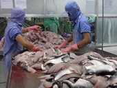 Quy định cuối cùng của Mỹ Hoạt động xuất khẩu cá da trơn và cá tra của Việt Nam có bị gián đoạn