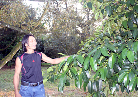 Mượn tiền trồng đặc sản sạch