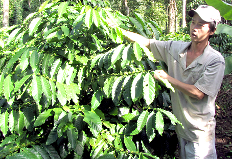 Xuất khẩu nông sản gặp sóng gió