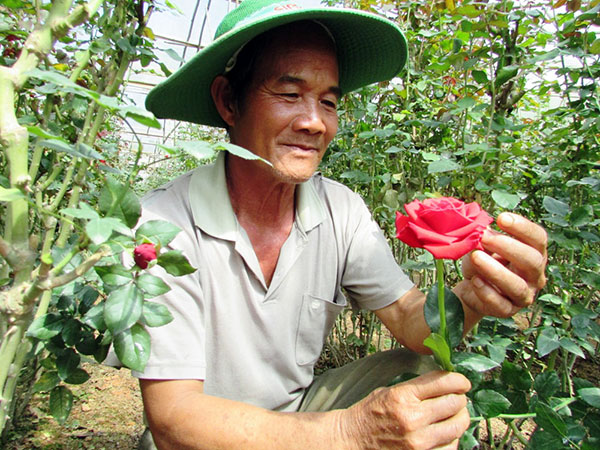 Nửa thế kỷ với triệu đóa hoa hồng