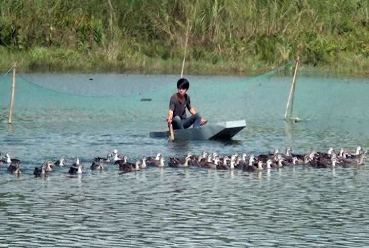 Triển vọng từ mô hình nuôi vịt trời