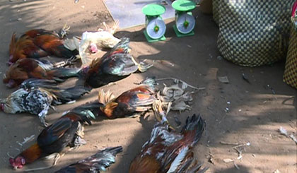 Triệt xóa 1 tụ điểm cờ bạc