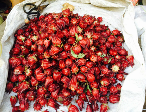 Thần dược atiso đỏ 20 000 đồng một kg