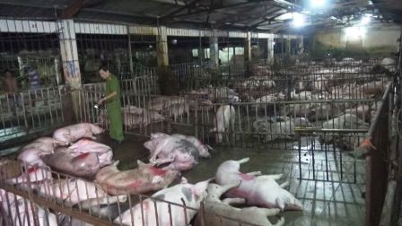 Phát hiện hàng loạt heo bị bơm nước trước khi giết mổ