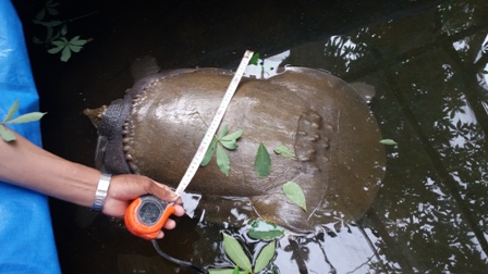 Bắt được con vật lạ nặng gần 25kg