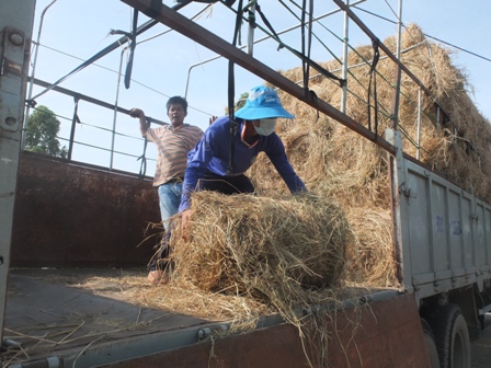 Rơm khô đang bán được giá cao
