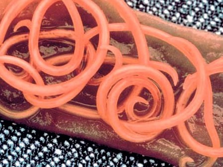 Con vật rất nhỏ khiến 60 nghìn người tử vong mỗi năm