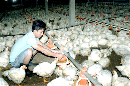 Nuôi gà trắng lâm vào bế tắc