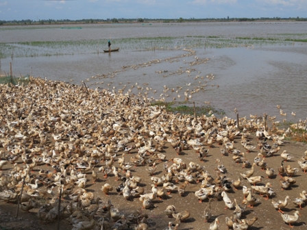 Các giải pháp tái cơ cấu ngành hàng vịt