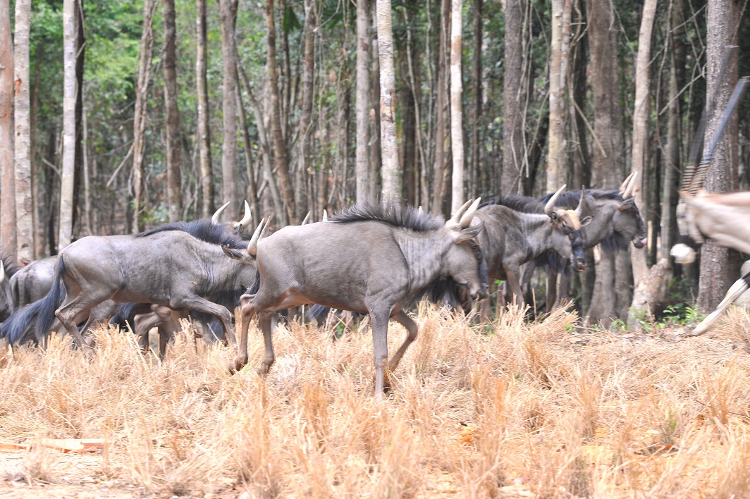 Linh dương đầu bò sinh sống trong khu vực bán hoang dã Safari