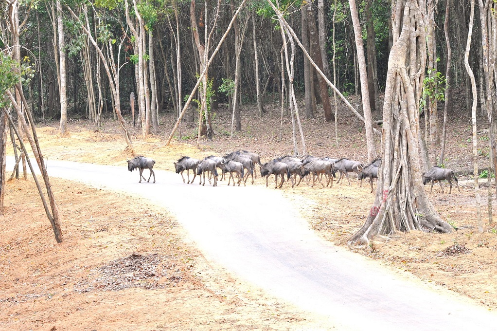 Vinpearl Safari là công viên động vật hoang dã đầu tiên tại Việt Nam theo mô hình 